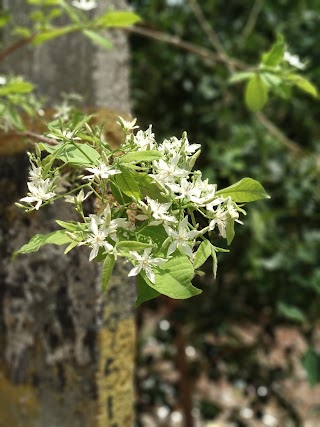 Sri Lakshmi Enclave